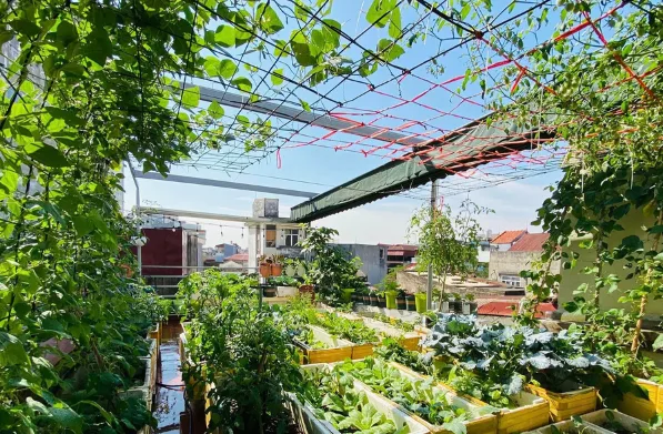 HƯỚNG DẪN LÀM VƯỜN RAU TRÊN SÂN THƯỢNG MỘT CÁCH HỢP LÍ